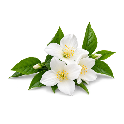 JASMINE